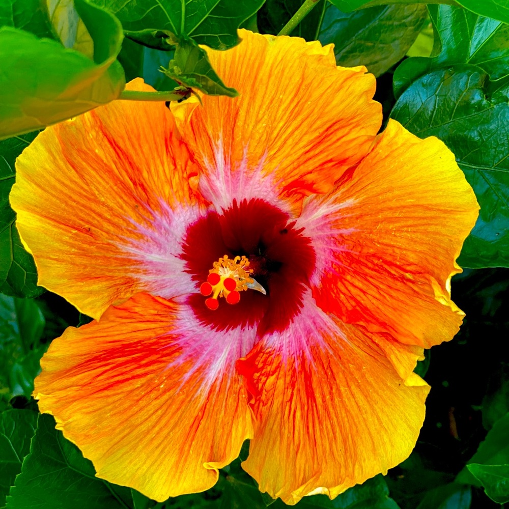 Meet your Posher, Barbara